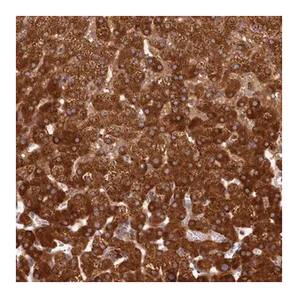 Merck Anti-LSS antibody produced in rabbit