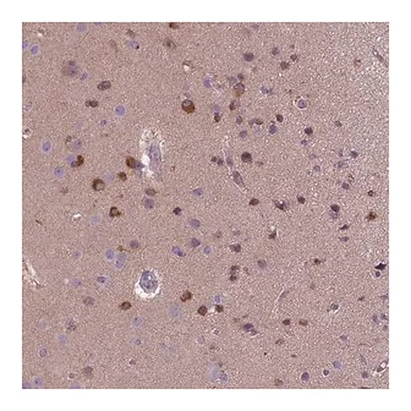 Merck Anti-KAZN antibody produced in rabbit