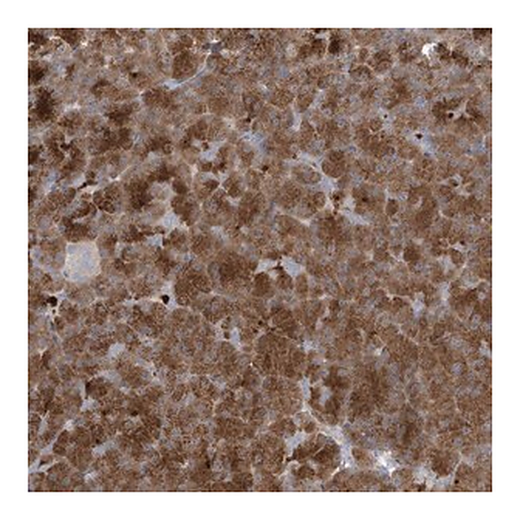 Merck Anti-NAV3 antibody produced in rabbit