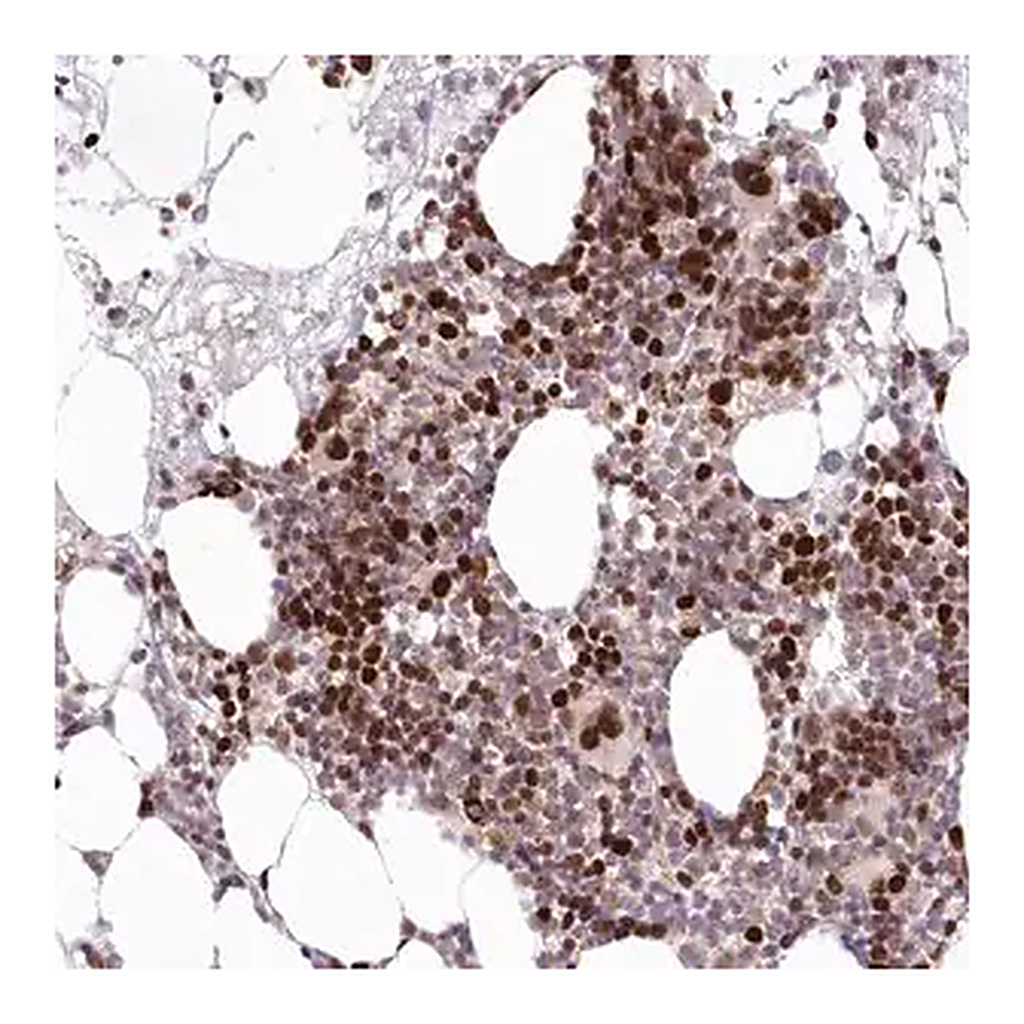 Merck Anti-LDB1 antibody produced in rabbit