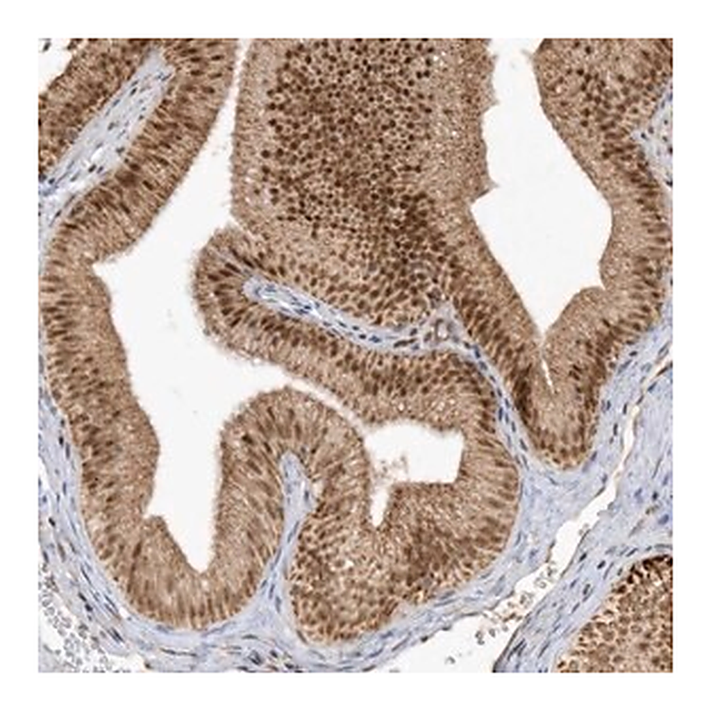Merck Anti-CPSF3 antibody produced in rabbit