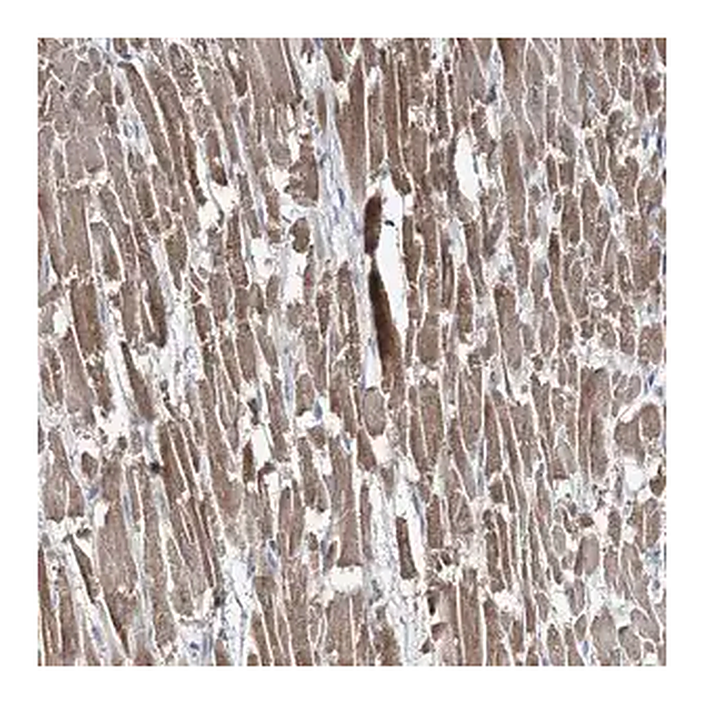 Merck Anti-TMLHE antibody produced in rabbit