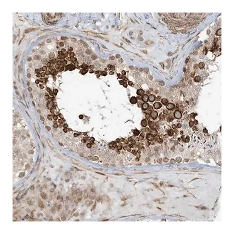 Merck Anti-CHCHD4 antibody produced in rabbit