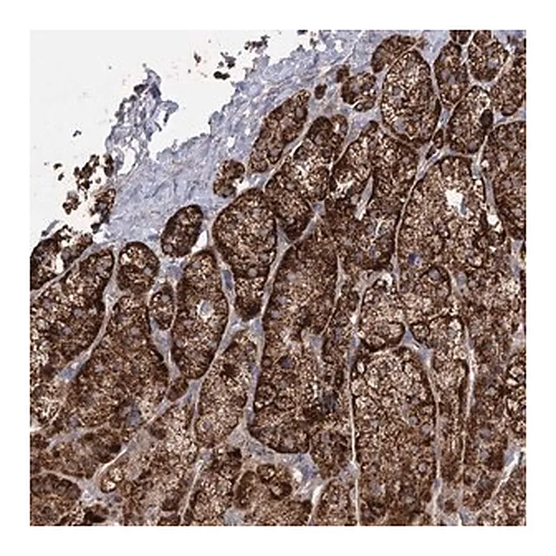 Merck Anti-RMDN2 antibody produced in rabbit