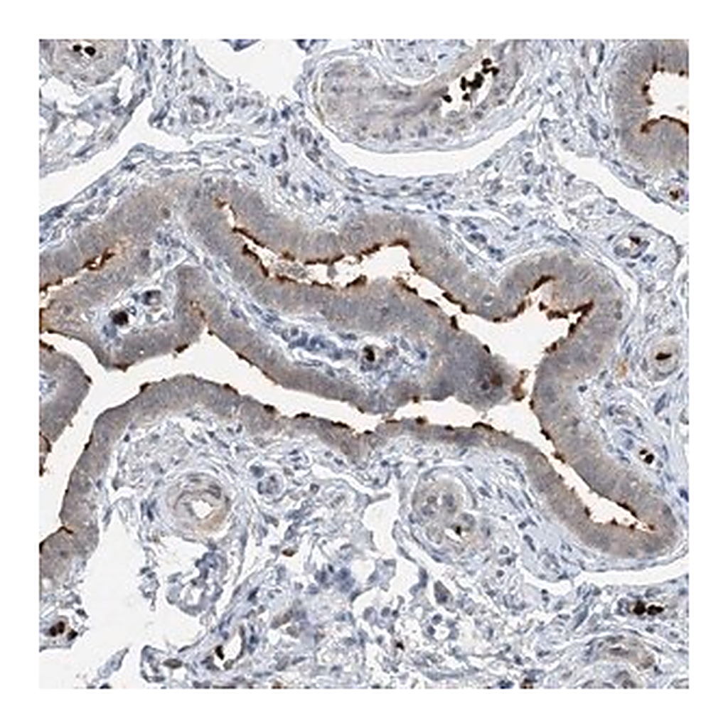 Merck Anti-DNAH7 antibody produced in rabbit