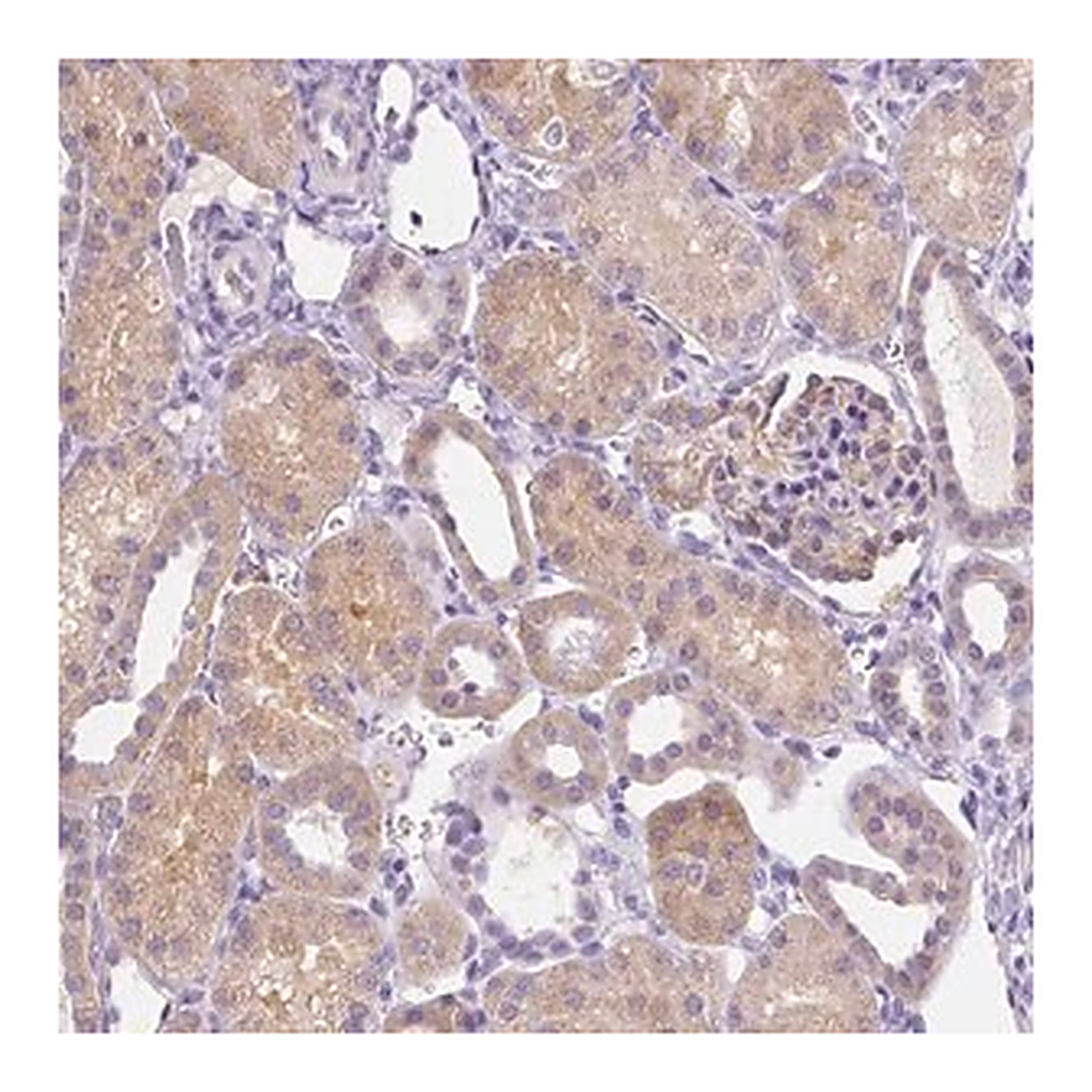 Merck Anti-NXPH2 antibody produced in rabbit