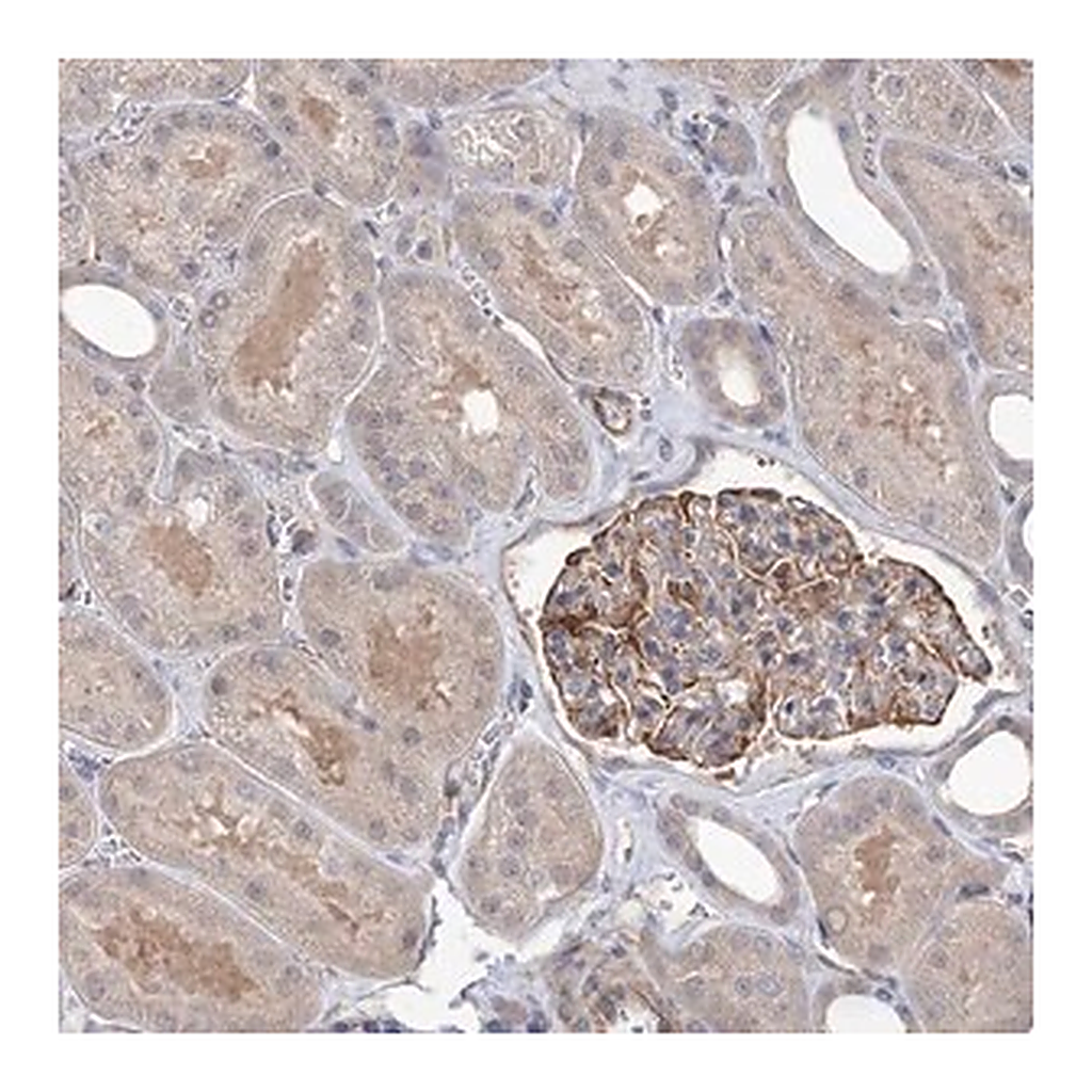 Merck Anti-RWDD4 antibody produced in rabbit