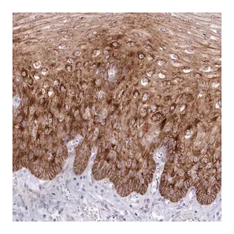 Merck Anti-SLC39A10 antibody produced in rabbit