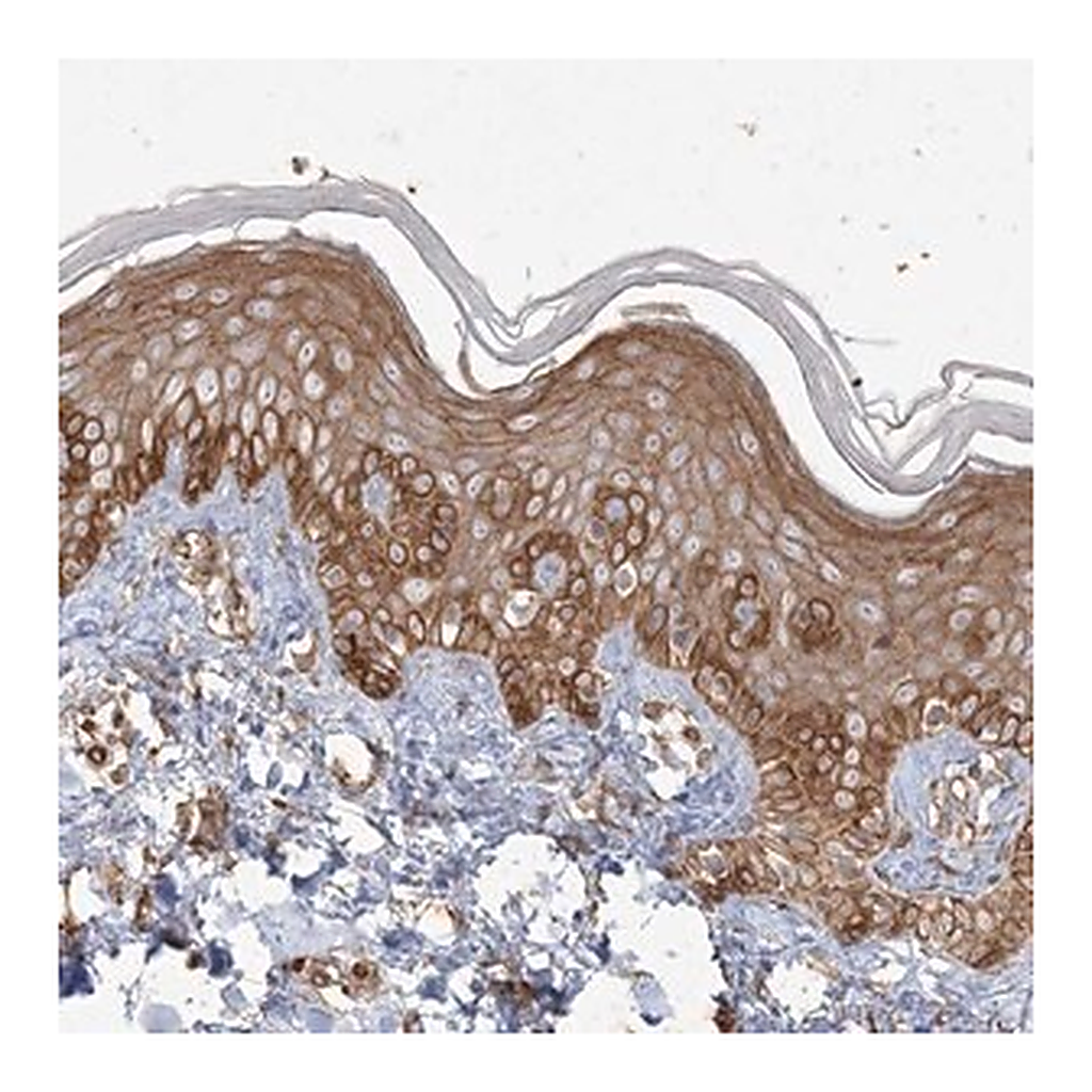 Merck Anti-RNF145 antibody produced in rabbit