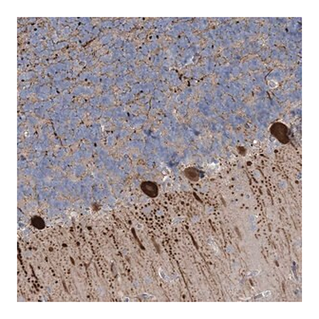 Merck Anti-CMBL antibody produced in rabbit