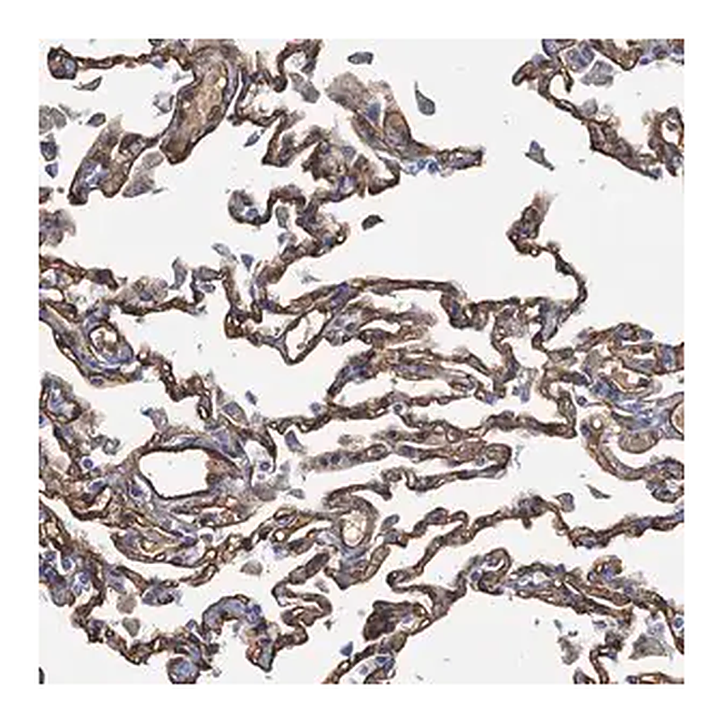 Merck Anti-DGKG antibody produced in rabbit