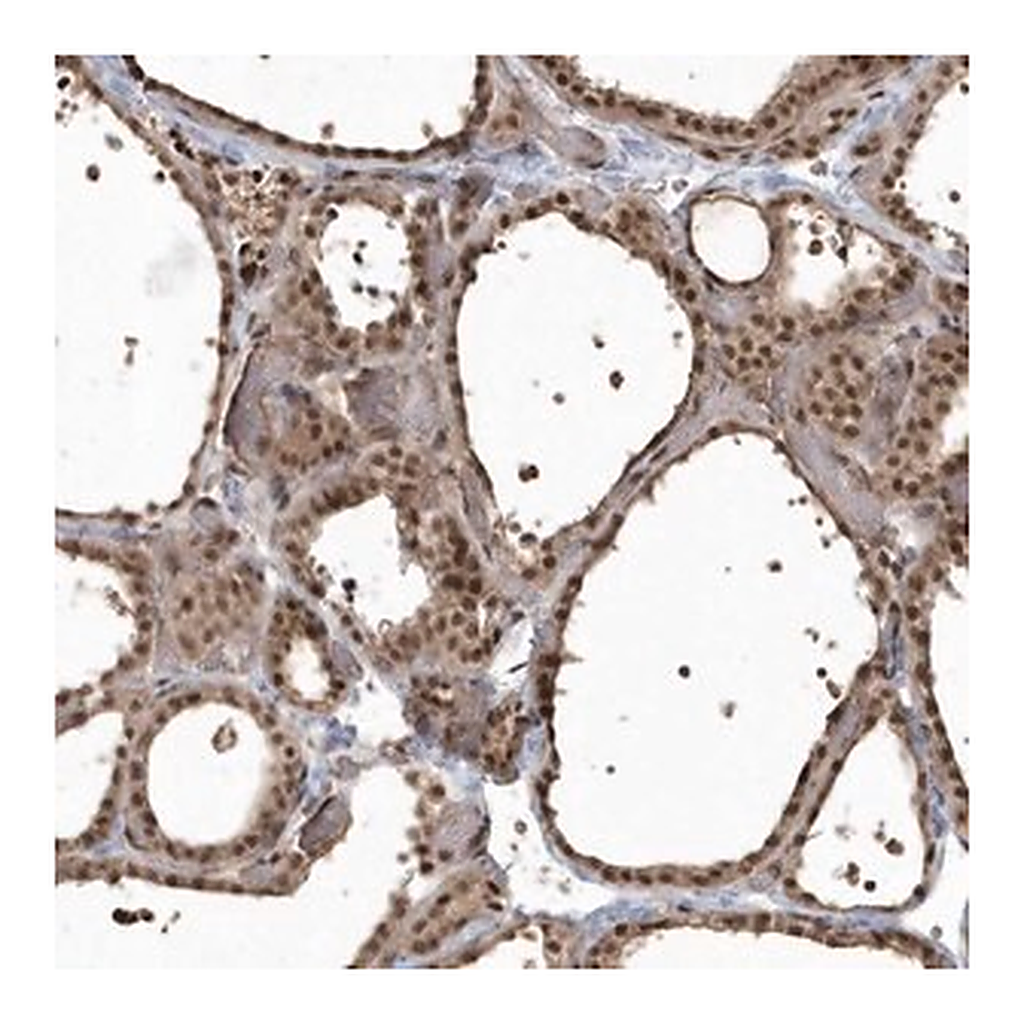 Merck Anti-EPB41L4A antibody produced in rabbit