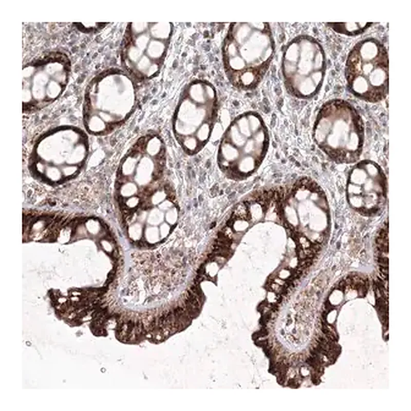 Merck Anti-ANAPC16 antibody produced in rabbit