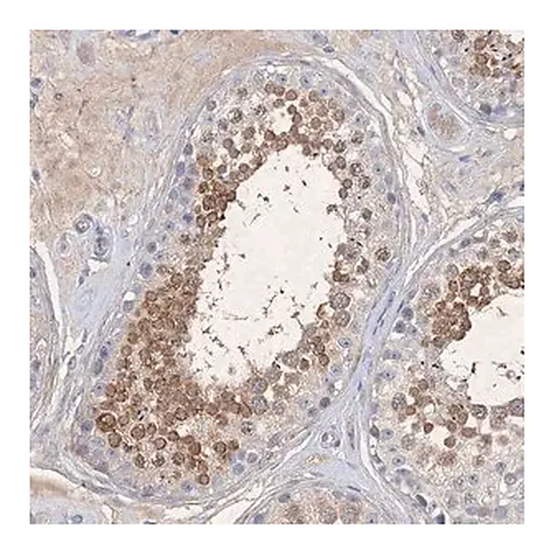 Merck Anti-C11orf58 antibody produced in rabbit