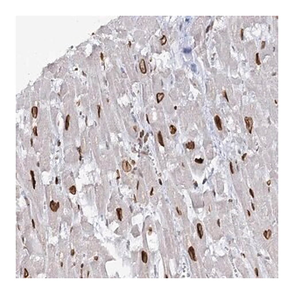 Merck Anti-VWA5A antibody produced in rabbit