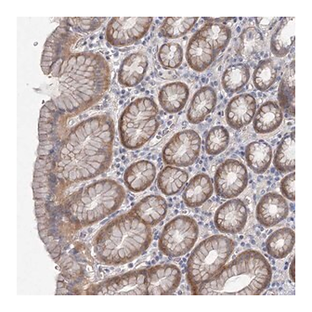 Merck Anti-DNMBP antibody produced in rabbit