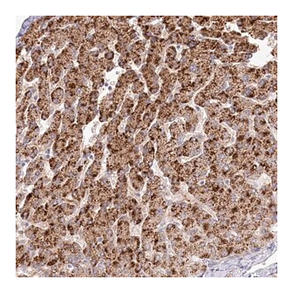 Merck Anti-BEND7 antibody produced in rabbit