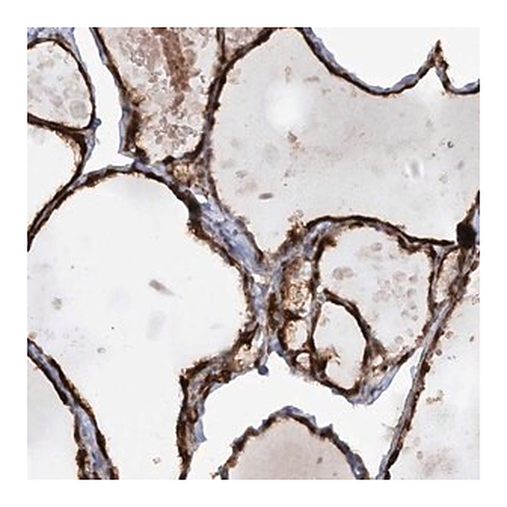 Merck Anti-AFAP1L2 antibody produced in rabbit