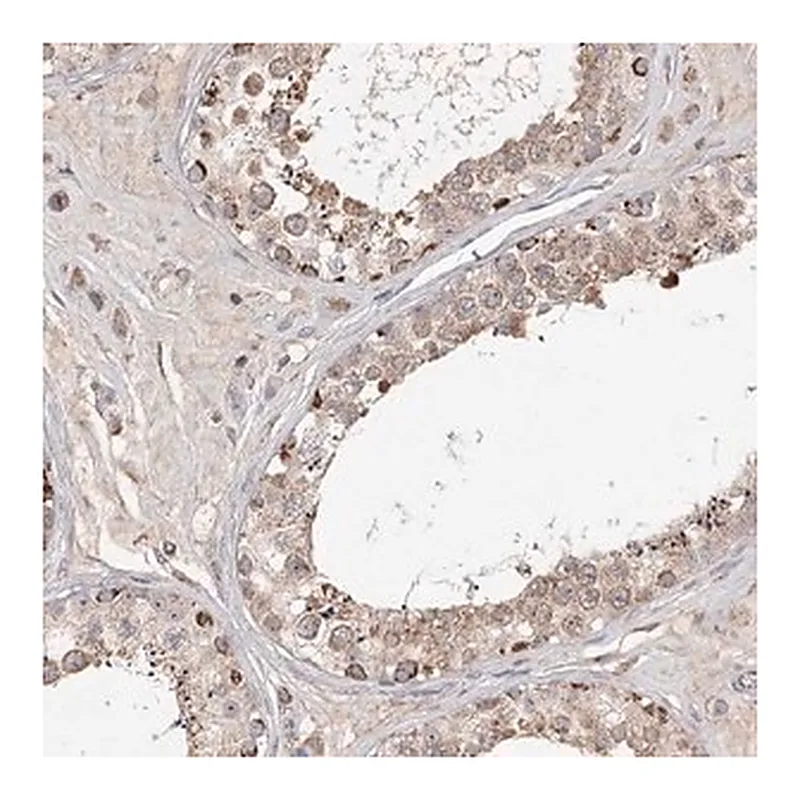 Merck Anti-CDC123 antibody produced in rabbit