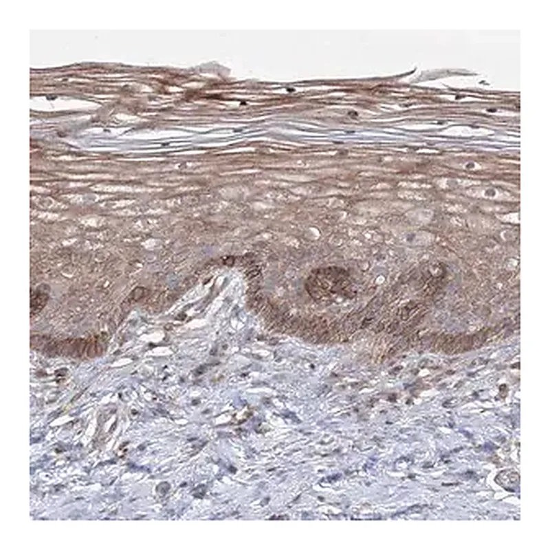 Merck Anti-SH3PXD2A antibody produced in rabbit