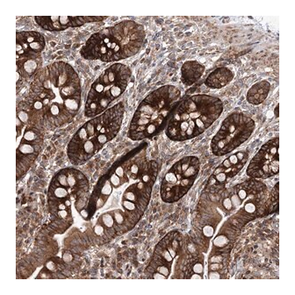 Merck Anti-VWA2 antibody produced in rabbit