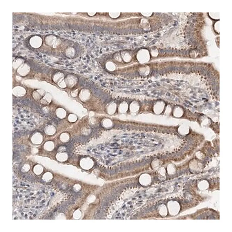 Merck Anti-RUFY4 antibody produced in rabbit