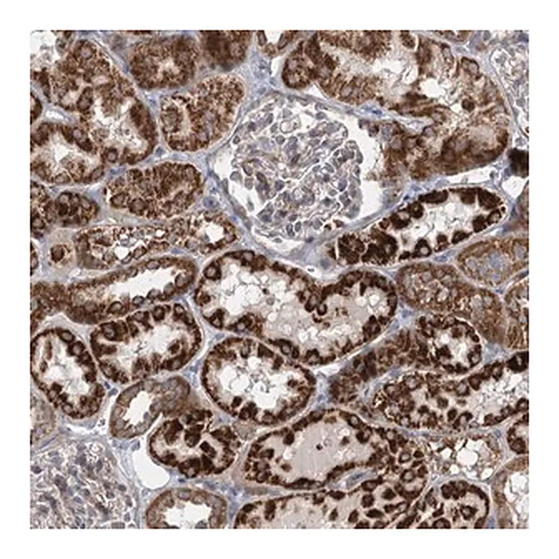 Merck Anti-DHTKD1 antibody produced in rabbit