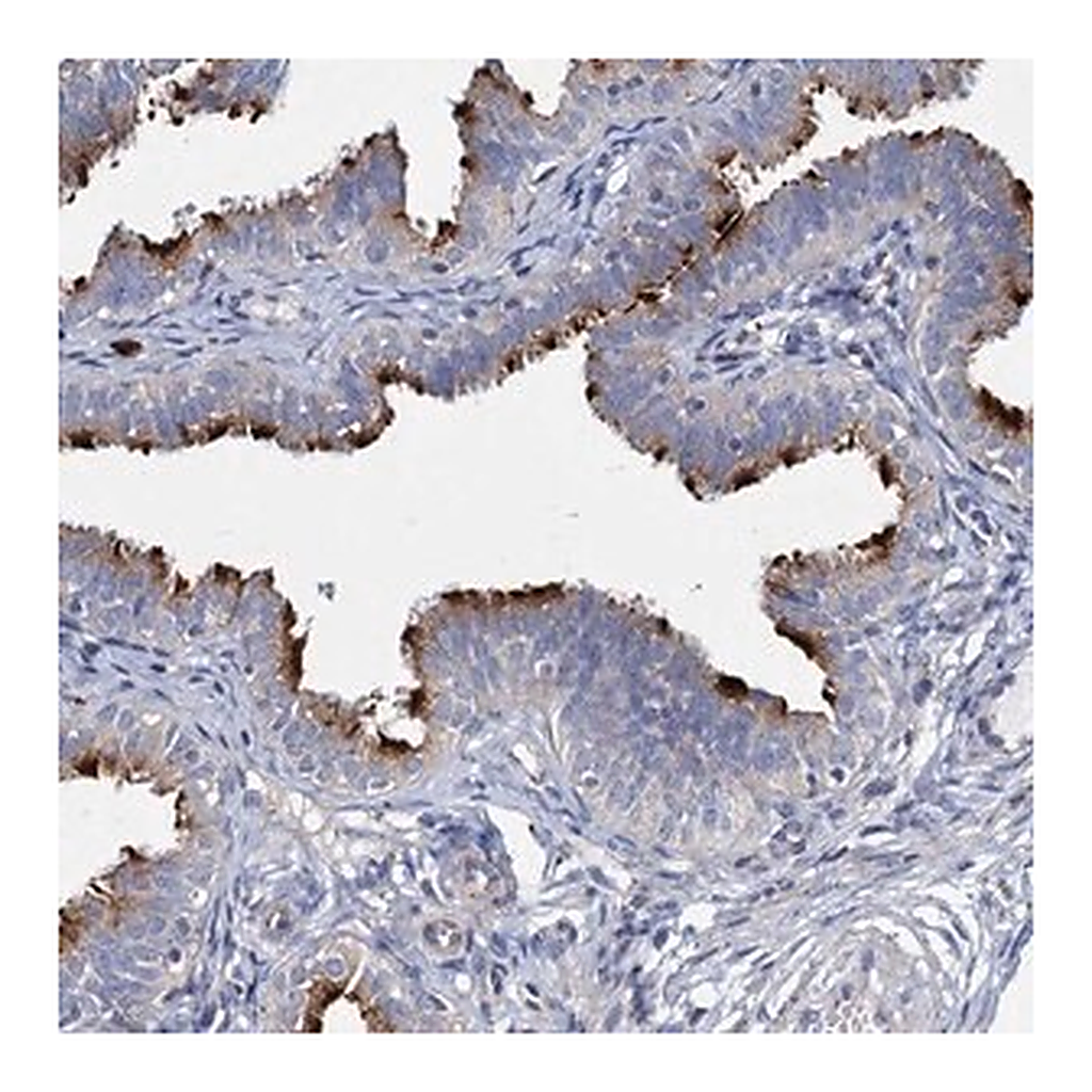 Merck Anti-AGBL4 antibody produced in rabbit