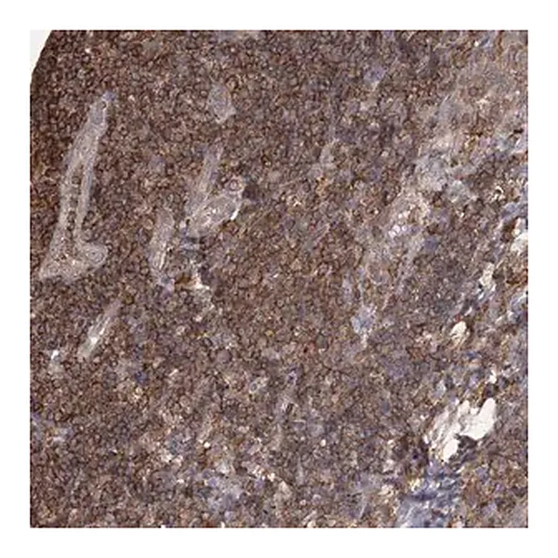 Merck Anti-MEPE antibody produced in rabbit