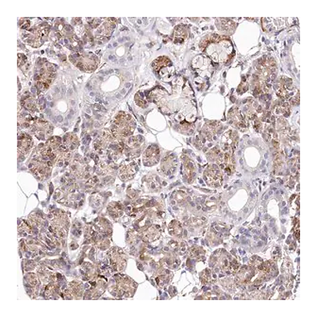Merck Anti-WWC1 antibody produced in rabbit