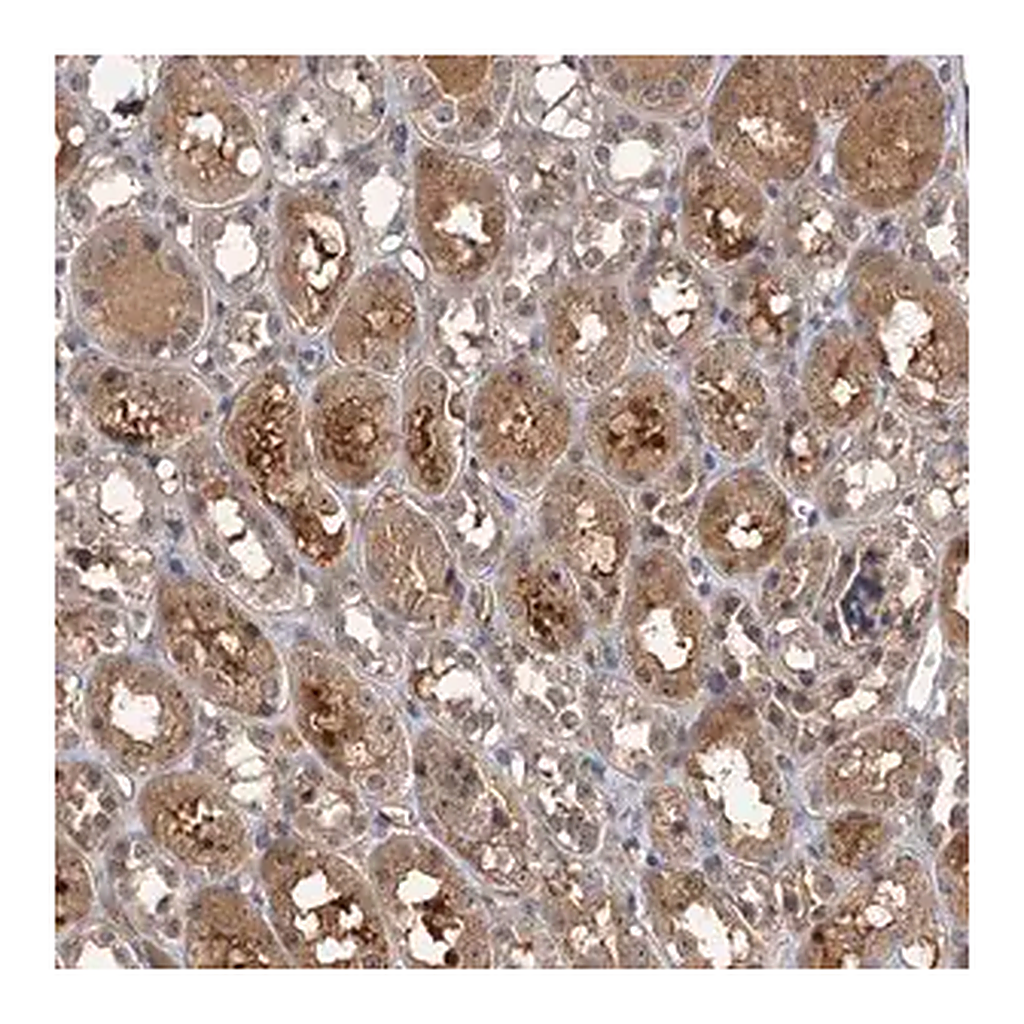 Merck Anti-SNX15 antibody produced in rabbit