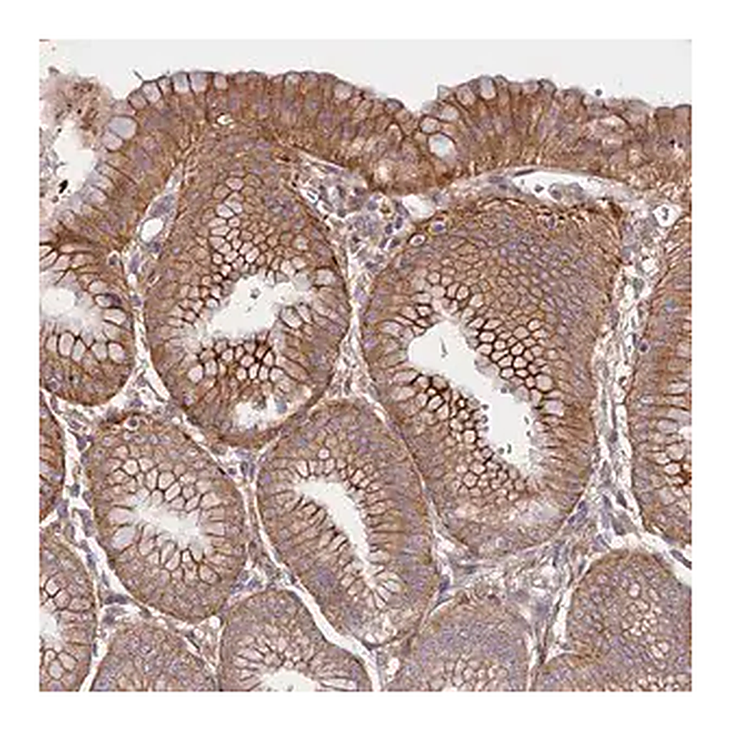 Merck Anti-HDC antibody produced in rabbit