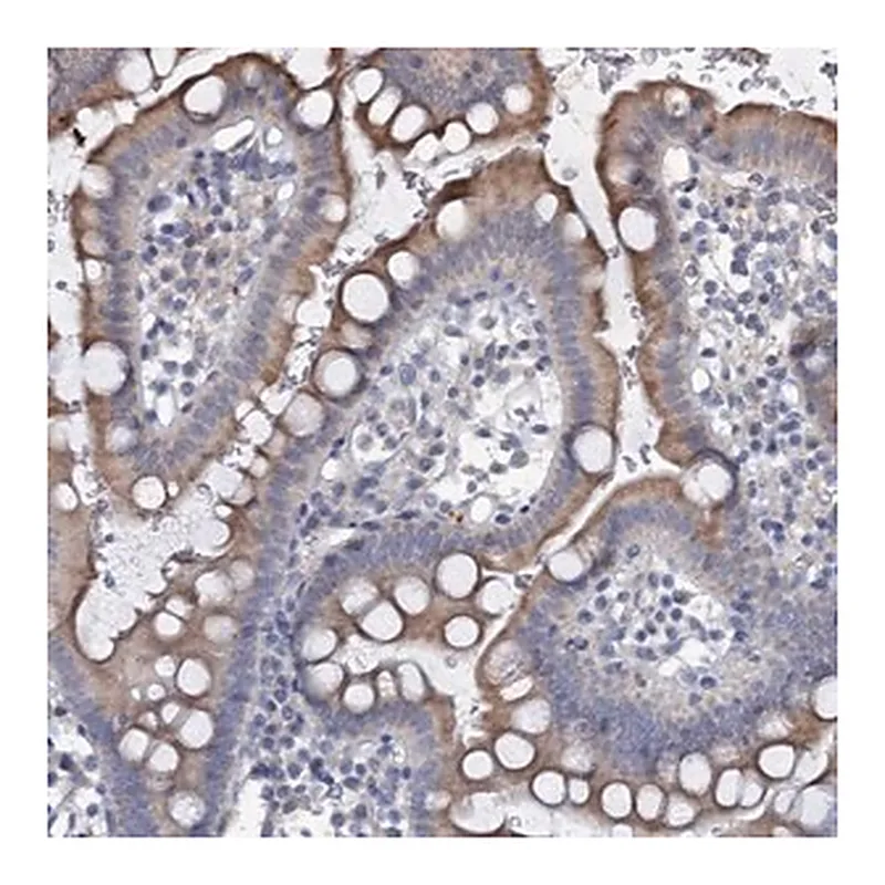 Merck Anti-URAD antibody produced in rabbit