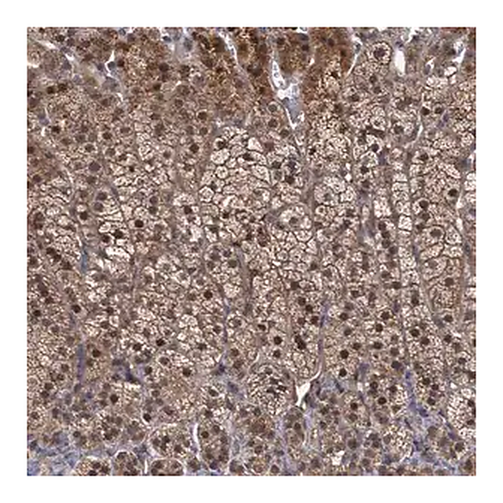 Merck Anti-MBD6 antibody produced in rabbit