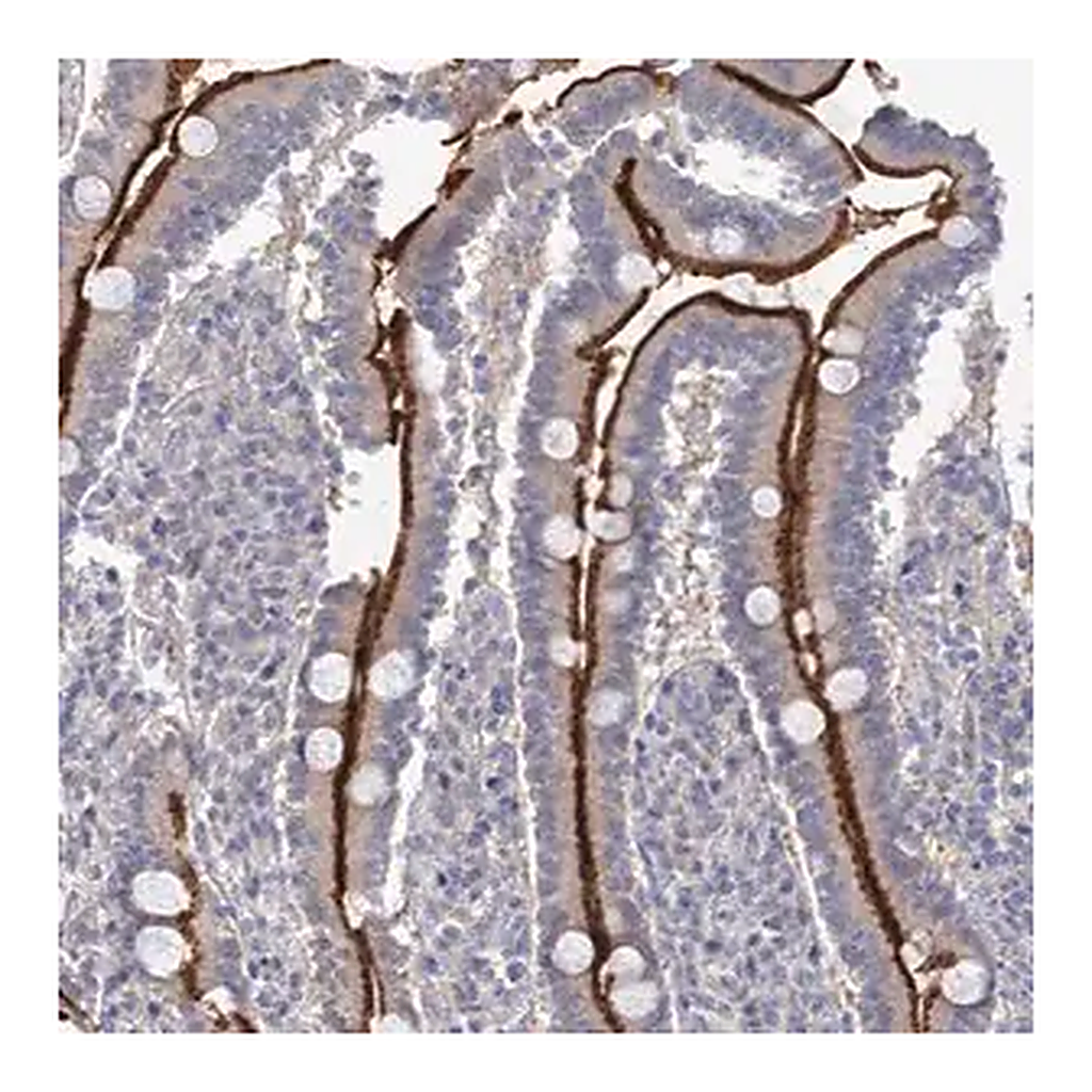 Merck Anti-NEK10 antibody produced in rabbit