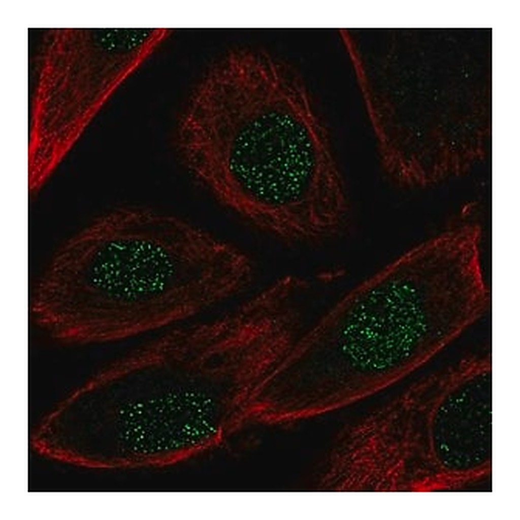 Merck Anti-NRG2 antibody produced in rabbit