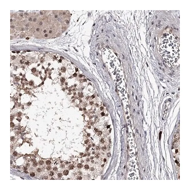 Merck Anti-RNF44 antibody produced in rabbit