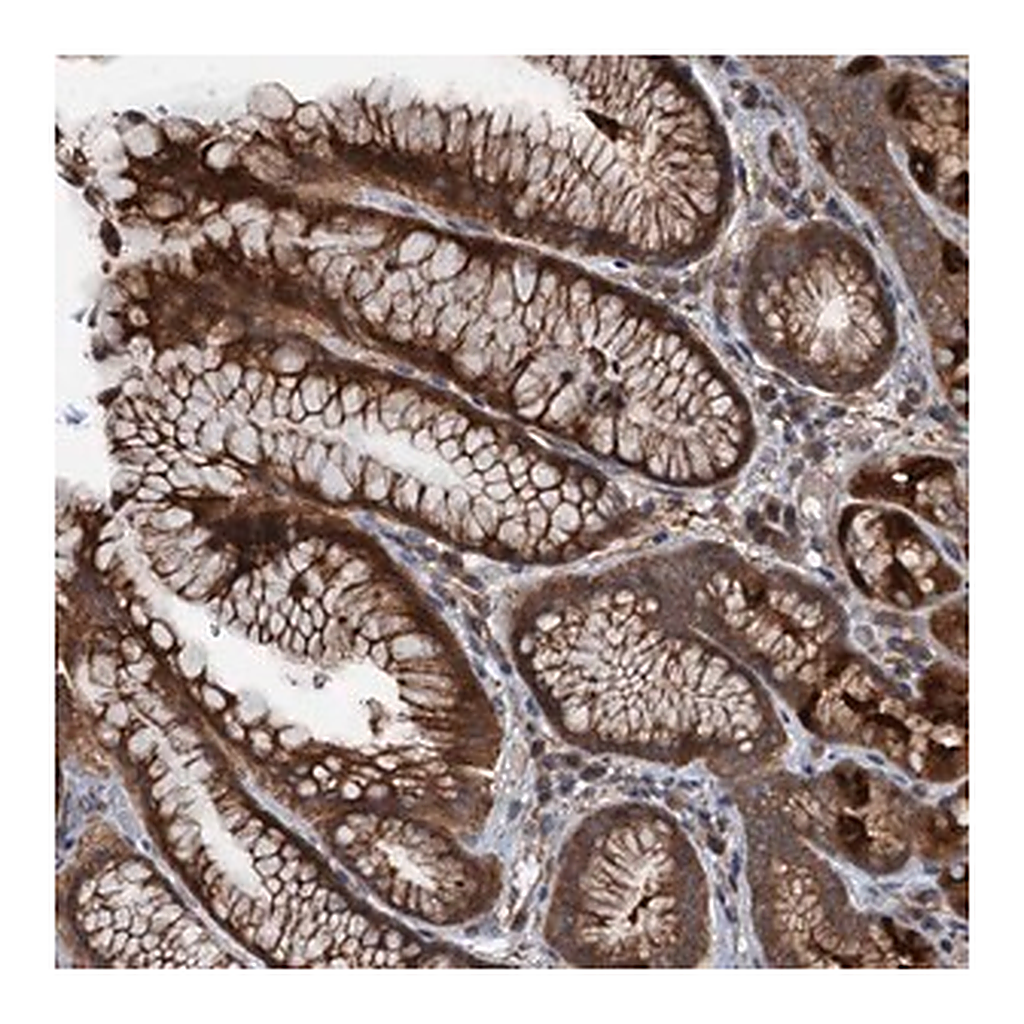 Merck Anti-C14orf80 antibody produced in rabbit