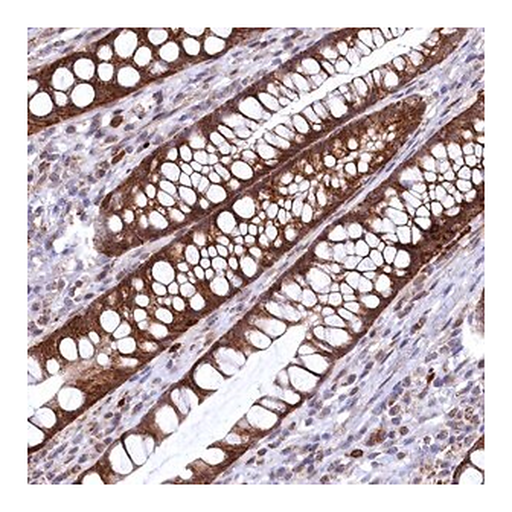 Merck Anti-CHCHD1 antibody produced in rabbit