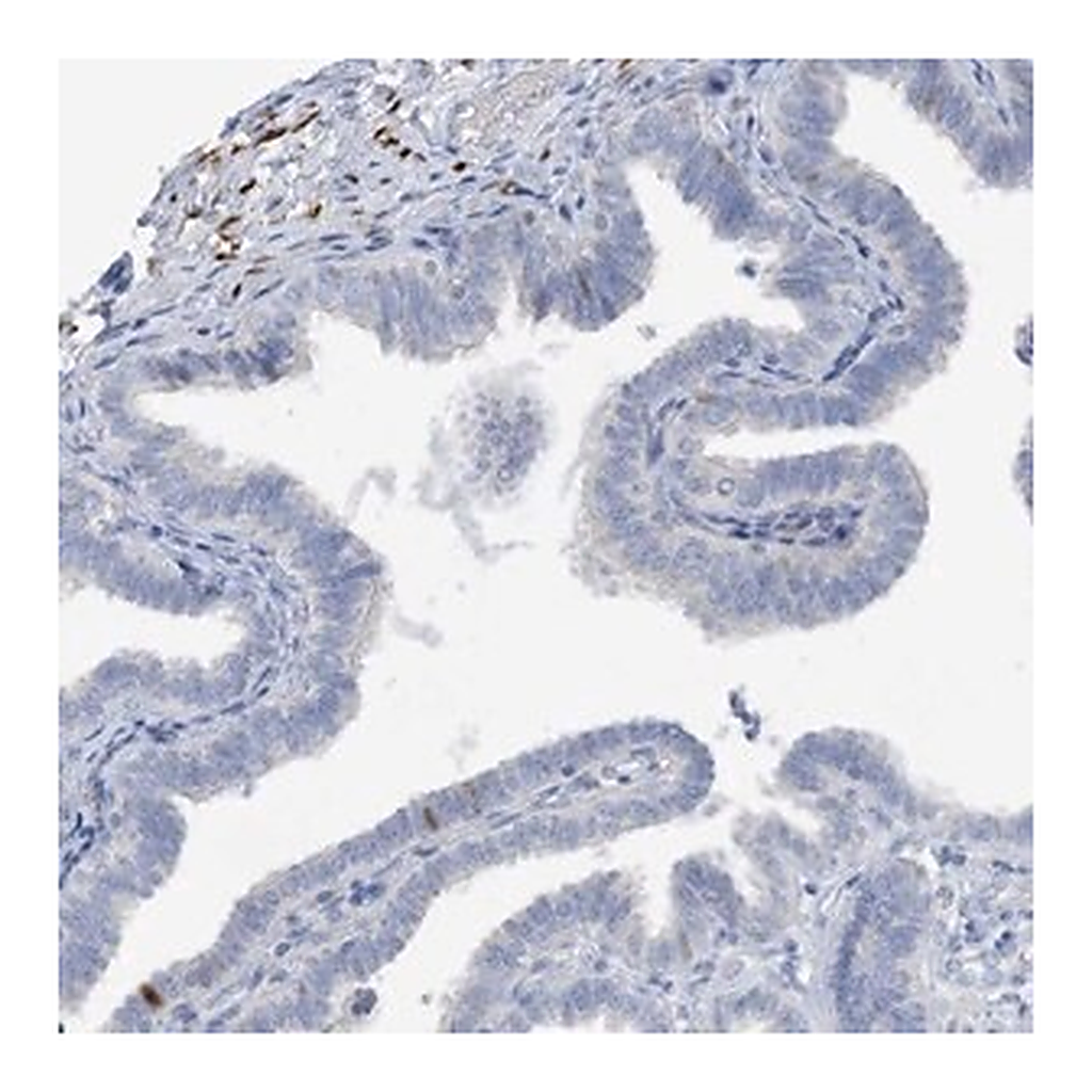 Merck Anti-ZCCHC12 antibody produced in rabbit