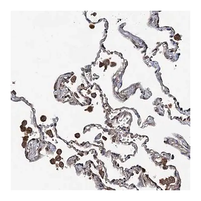 Merck Anti-WIF1 antibody produced in rabbit
