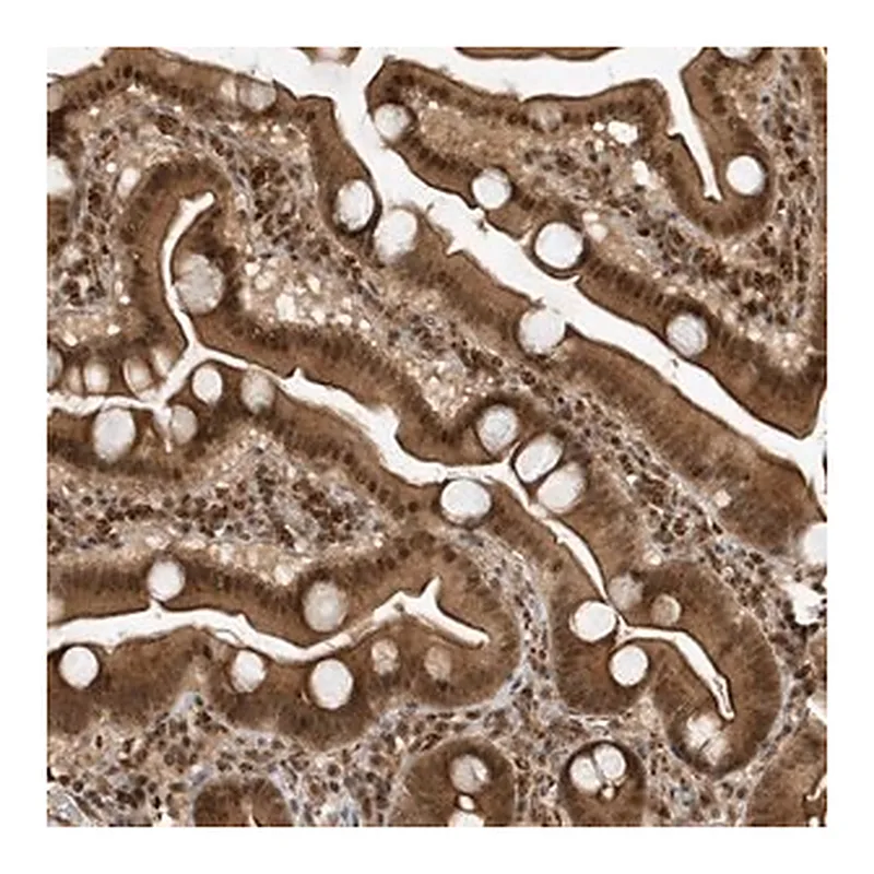 Merck Anti-MAST3 antibody produced in rabbit