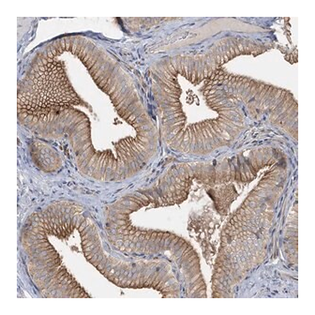 Merck Anti-RAB17 antibody produced in rabbit
