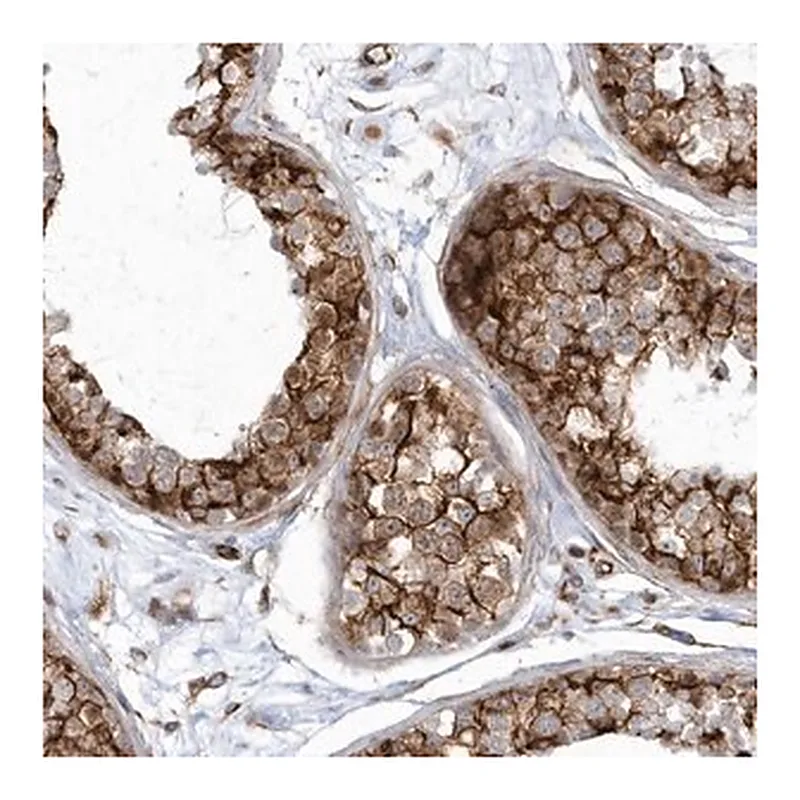 Merck Anti-GPR152 antibody produced in rabbit