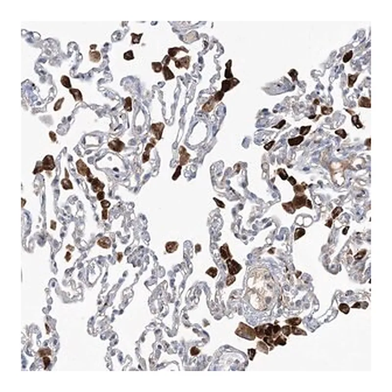 Merck Anti-PEAR1 antibody produced in rabbit