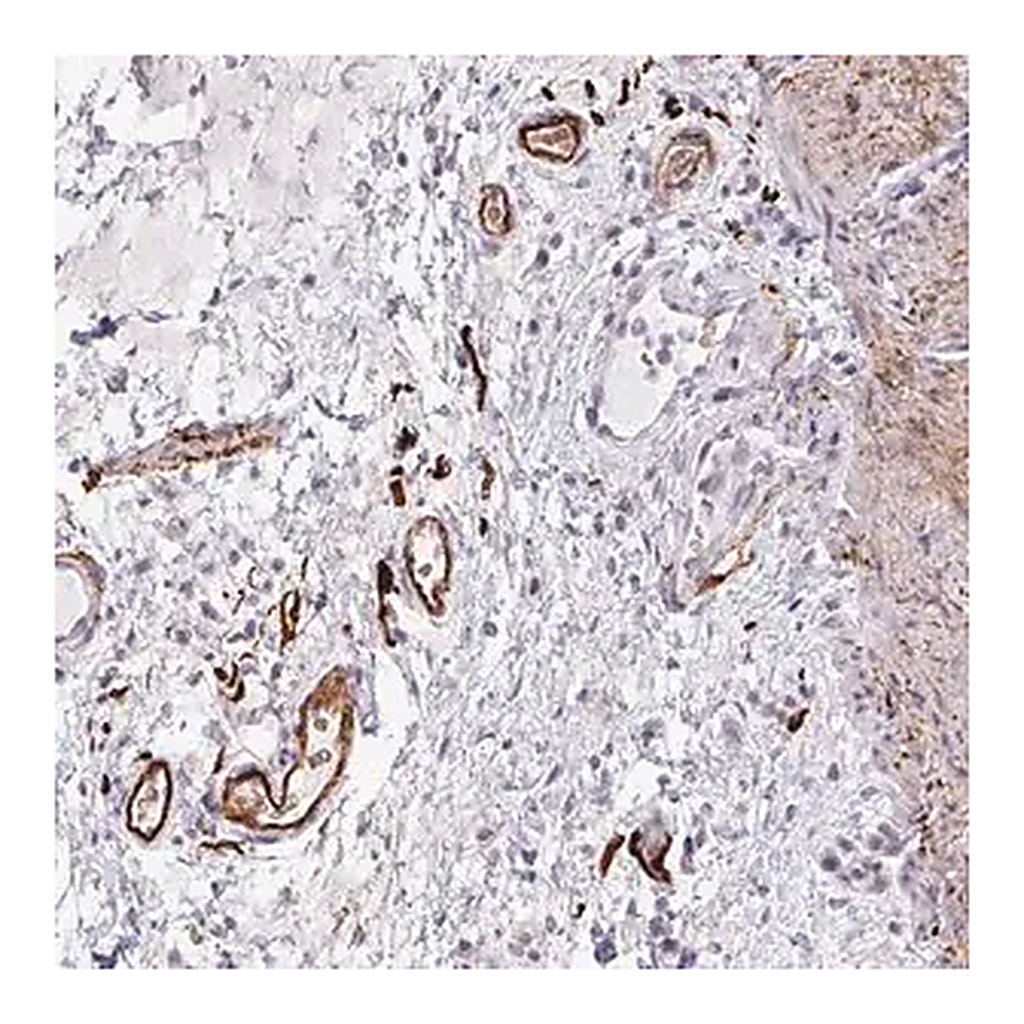 Merck Anti-TNMD antibody produced in rabbit