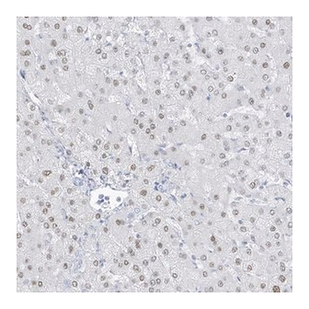 Merck Anti-ZFP64 antibody produced in rabbit
