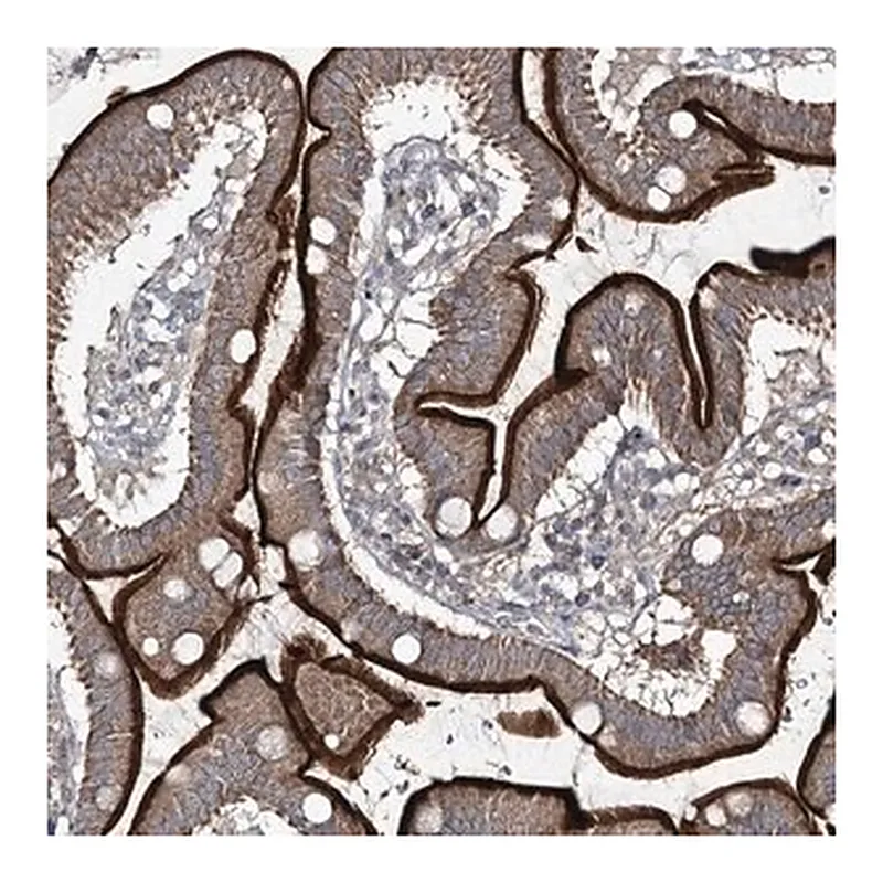 Merck Anti-FANCL antibody produced in rabbit