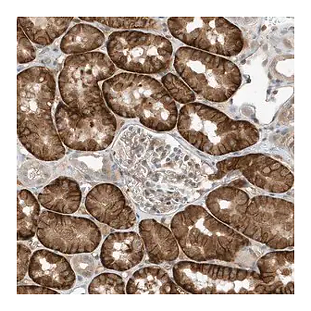 Merck Anti-MAST3 antibody produced in rabbit