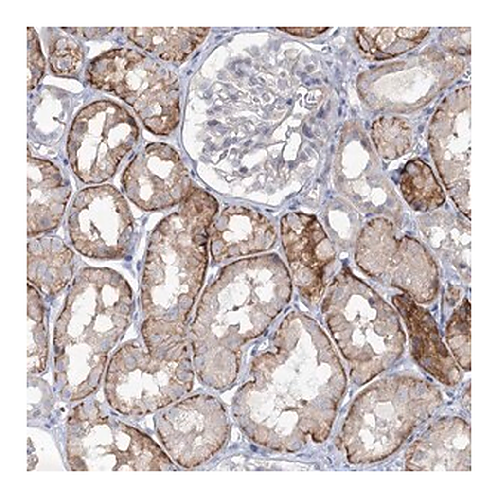 Merck Anti-MAP3K13 antibody produced in rabbit